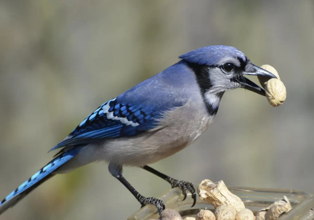 Birds That Lay Blue Eggs: Blue Jay