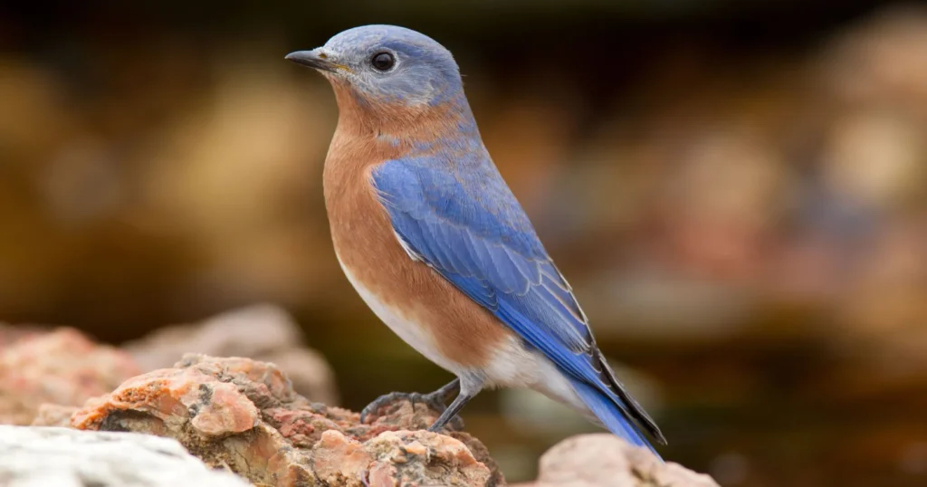 Birds That Lay Blue Eggs: Eastern Bluebird