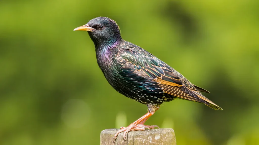 Birds That Lay Blue Eggs: European Starling