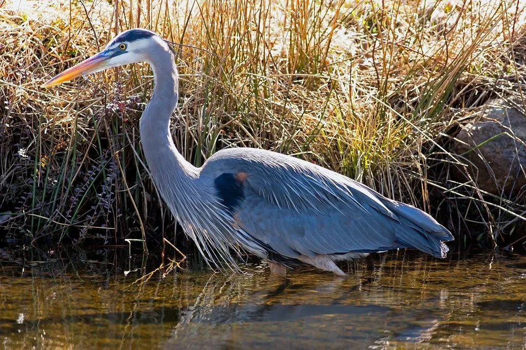 Birds That Lay Blue Eggs: Great Blue Heron