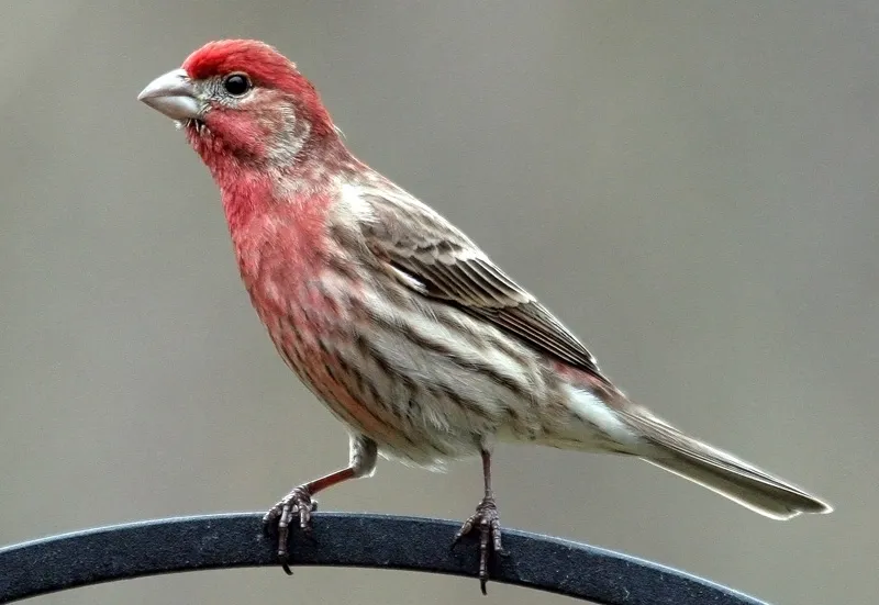 Birds That Lay Blue Eggs: House Finch