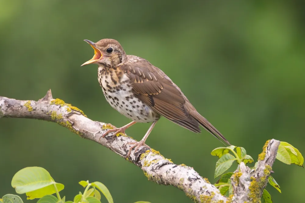 Birds That Lay Blue Eggs: Song Thrush