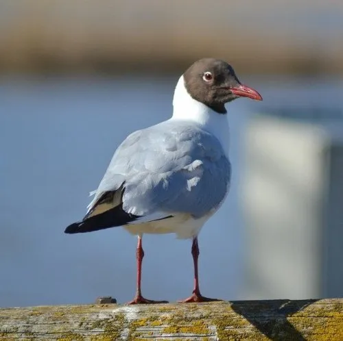 Black-Headed Gulls: Marshland Sleepers