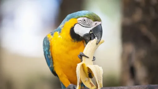 Can Birds Eat Bananas and Their Peels Too