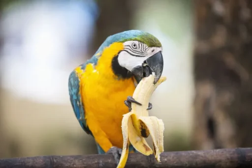 Can Birds Eat Bananas and Their Peels Too