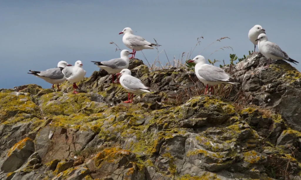 Where Do Seagulls Sleep? Clifftop Perches seagulls