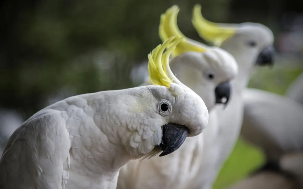 Cockatoos: Ingenious Tool Users