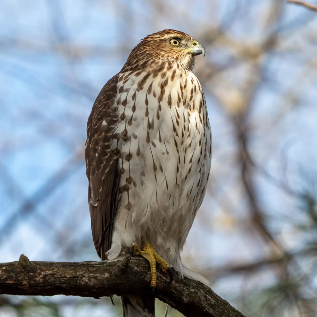 Cooper’s Hawk