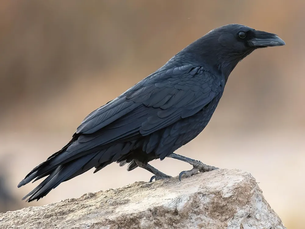 Corvids: Masters of Problem Solving