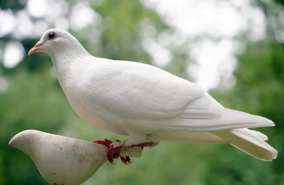 Doves’ Seasonal Feeding Strategies and Adaptability - What Do Doves Eat