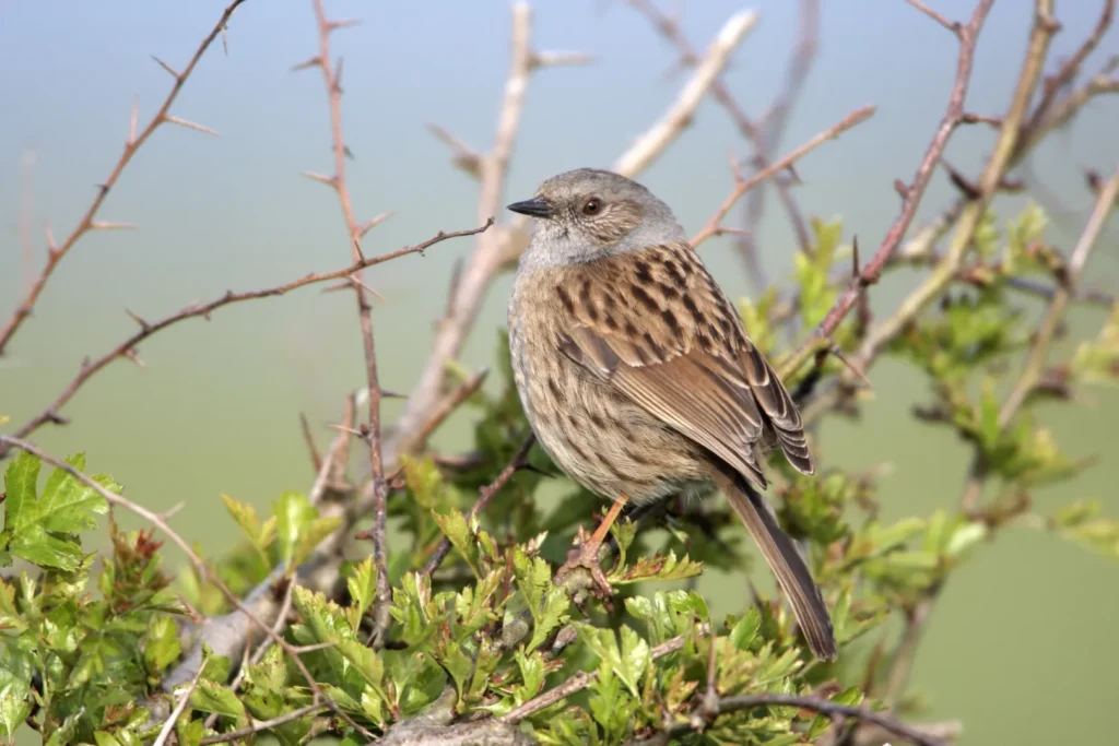 Dunnock (Hedge Sparrow)