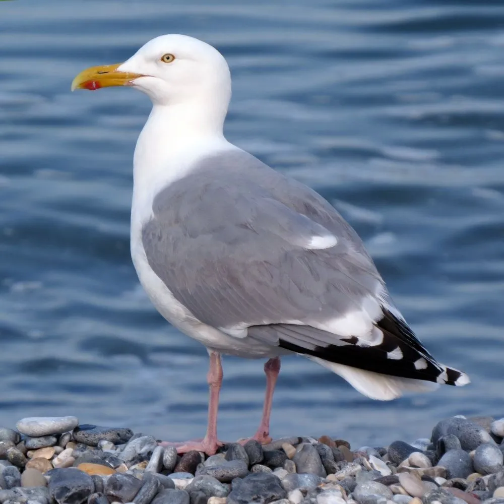 Herring Gulls: Urban Pioneers