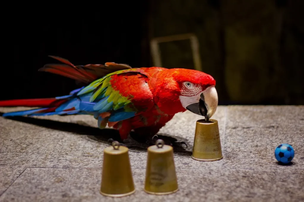 How Bird Intelligence is Measured? What Are The Smartest Birds?