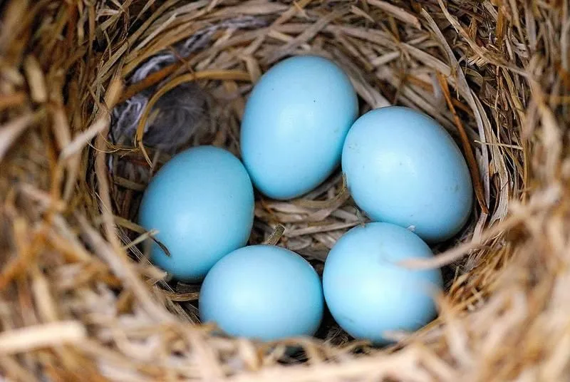 How to Recognize Blue Eggs in Nature