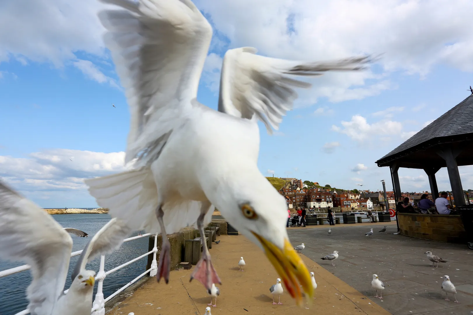 Human Influence on Seagulls: A Changing Landscape