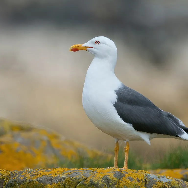 Lesser Black-Backed Gulls: Coastal Nomads