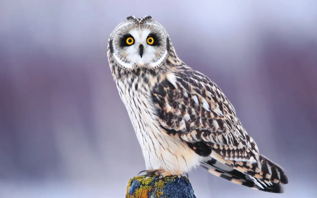 Owls: The Nighttime Thinkers