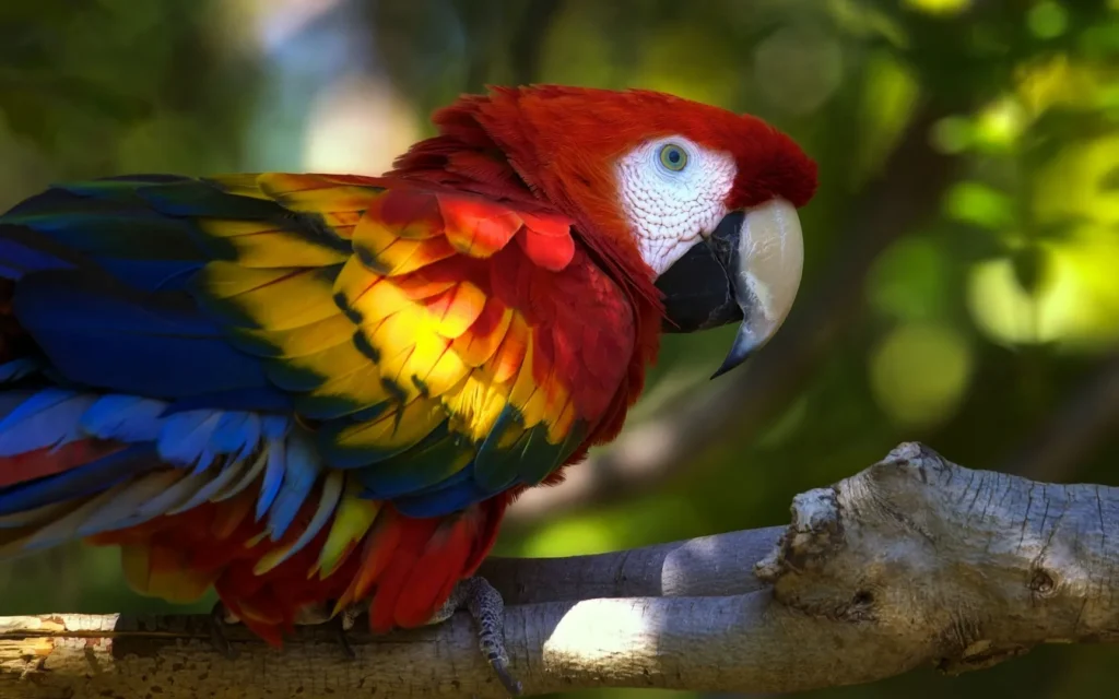 Parrots: Communication Experts