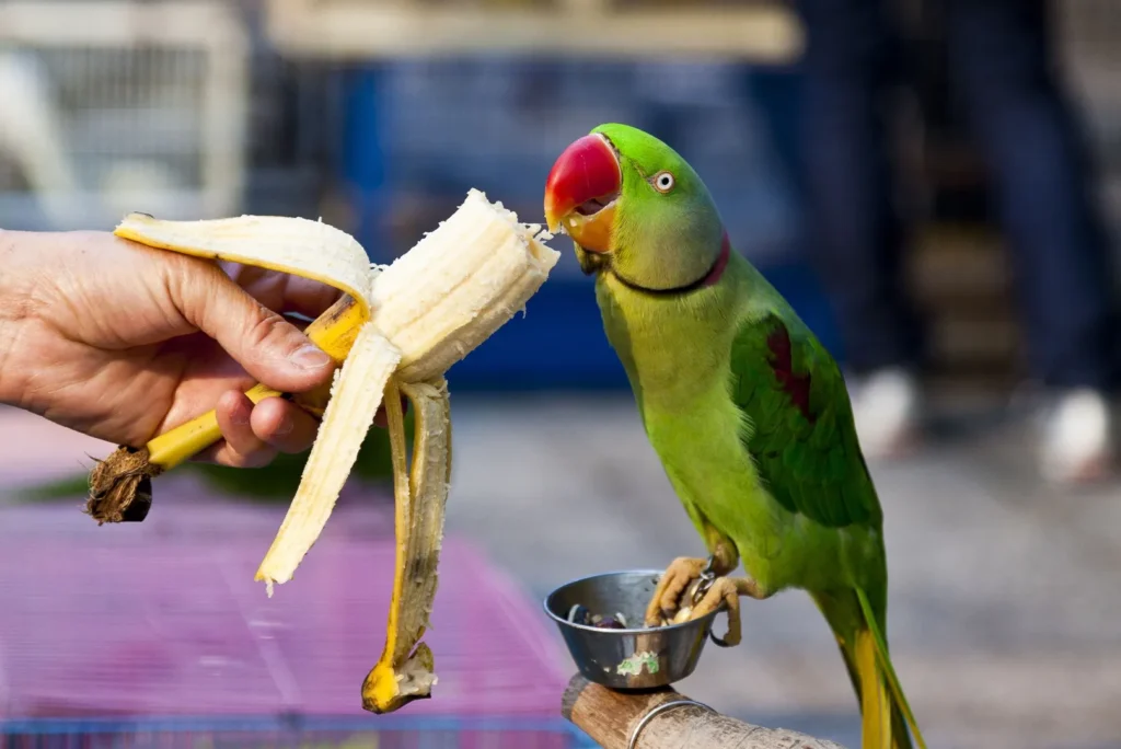 Pet birds often adore bananas