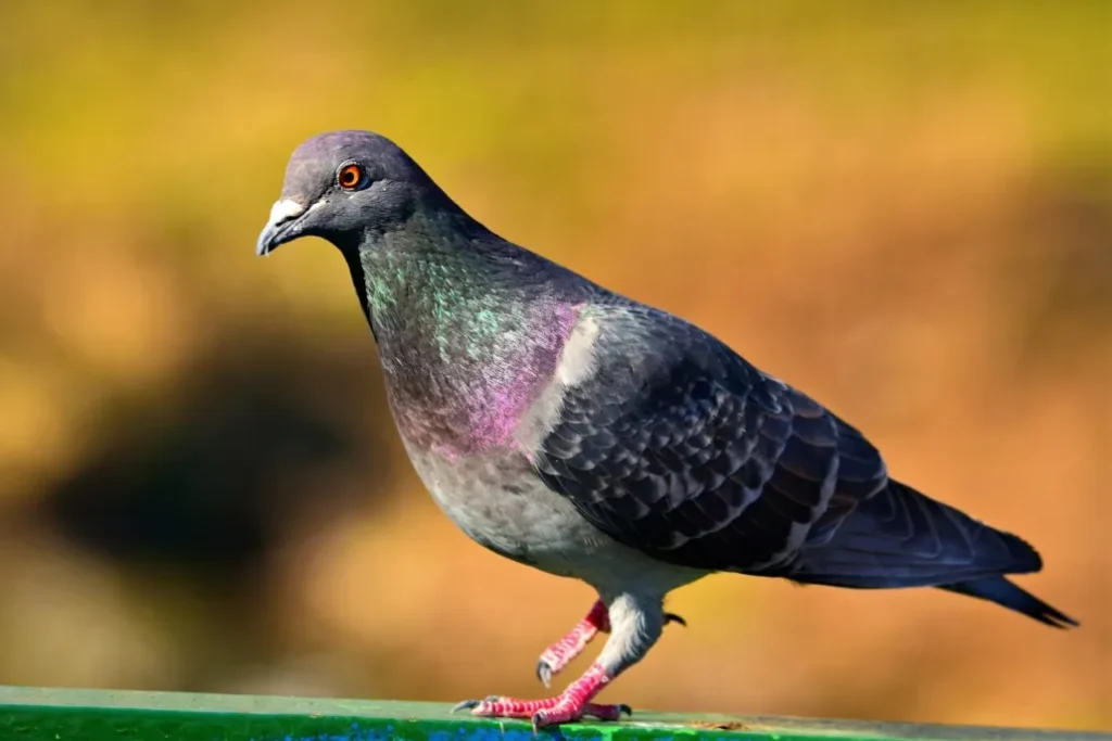 Pigeons: Recognizing Patterns and Learning Tasks