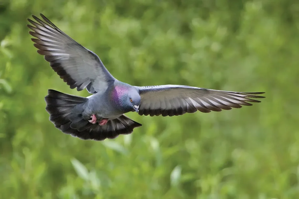 Preferred Seeds for Doves - What Do Doves Eat