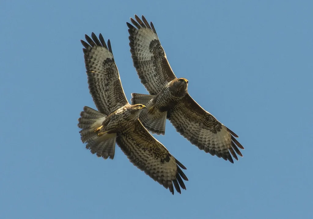 Raptors Unveiled: Masters of the Sky