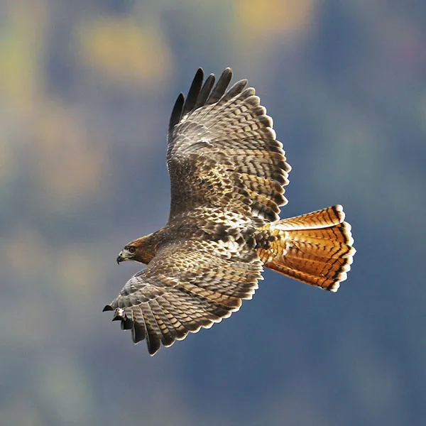 Red-Tailed Hawk