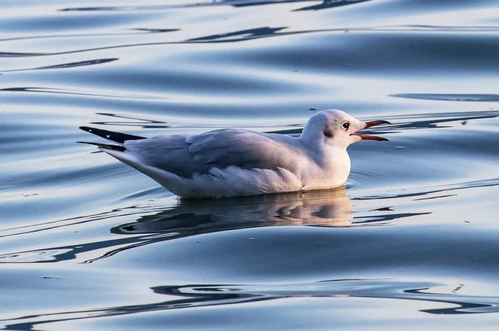 Seagulls and Aquatic Slumber