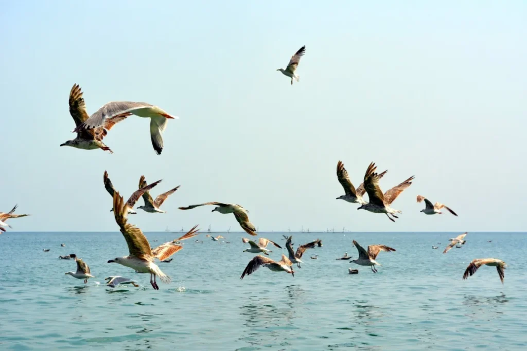 Seasonal Variations in Sleeping Habits for Seagulls