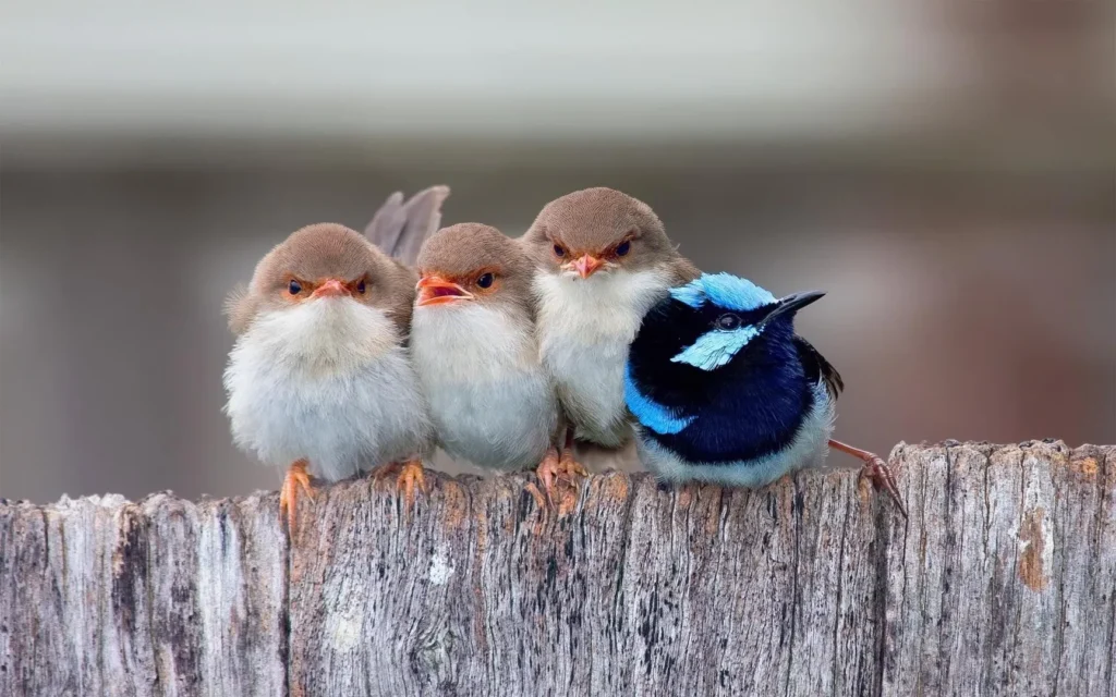 Social Intelligence in Birds