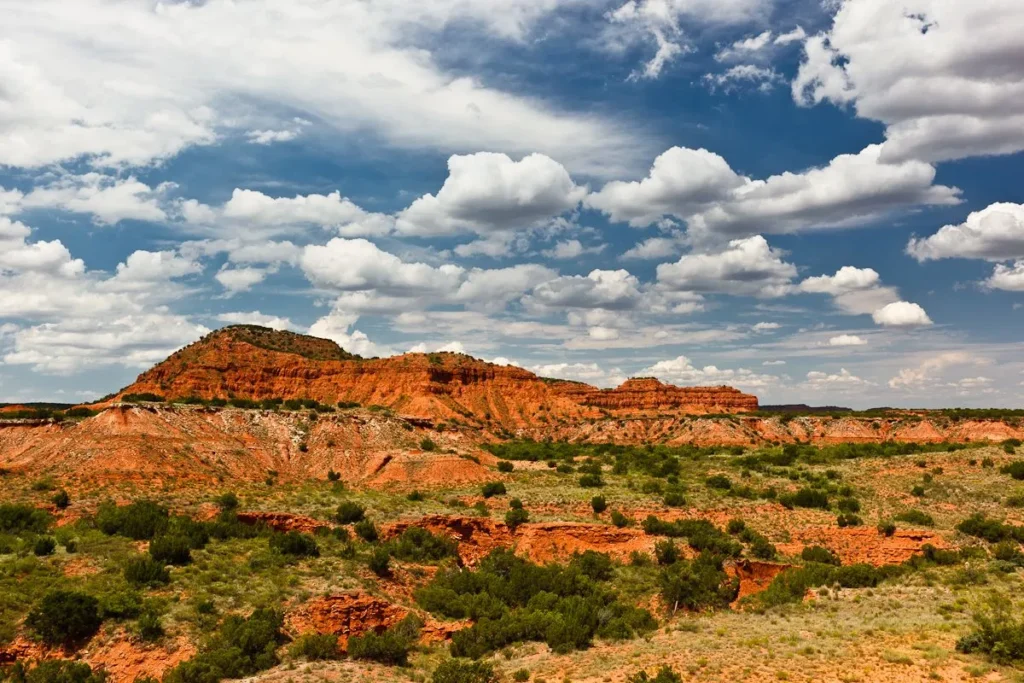 The Ecological Diversity of Texas Raptors