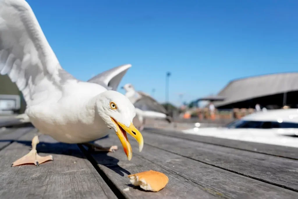 Unpacking the World of Seagulls