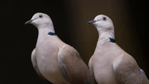 What Do Doves Eat During Different Seasons?