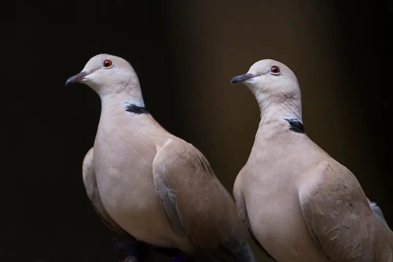 What Do Doves Eat During Different Seasons?