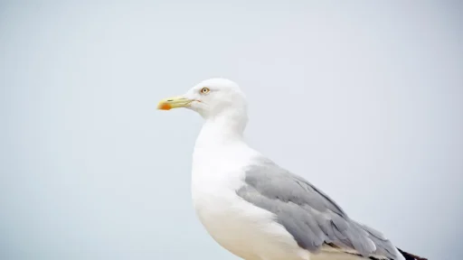 Where Do Seagulls Sleep? An Exploration of Their Nocturnal Secrets