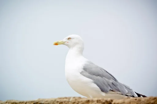 Where Do Seagulls Sleep? An Exploration of Their Nocturnal Secrets