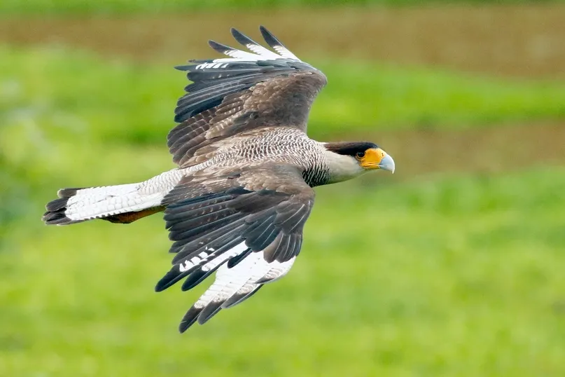 Why Raptors Matter: Ecological Guardians